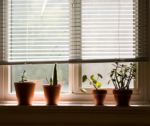 Window Shutters